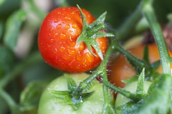 Tomaten: Ein Fehler kann sich auf die Ernte auswirken.