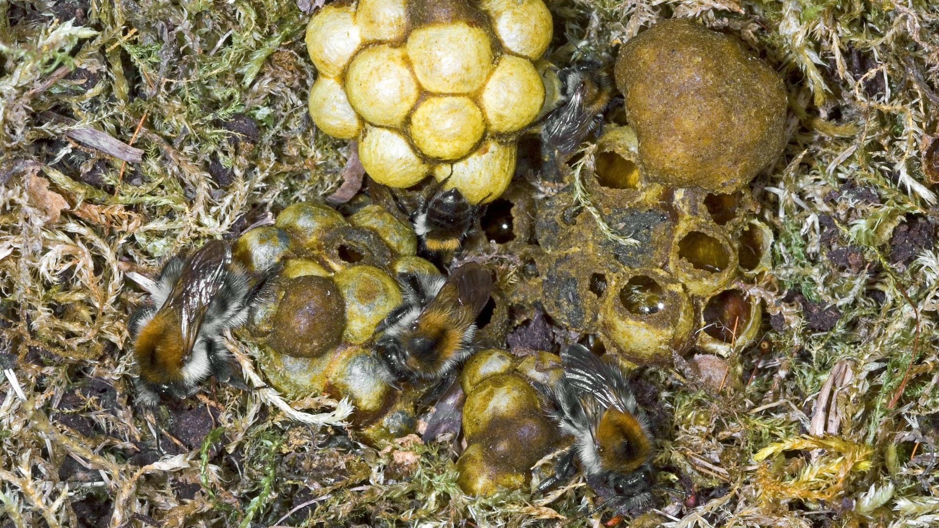 Ackerhummel: Acker- oder auch Feldhummeln haben ihre Nester meist in der Erde.