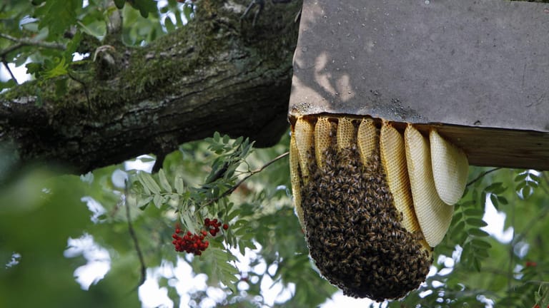 Wildbienenschwarm: Wildbienen sind in Deutschland sehr selten.