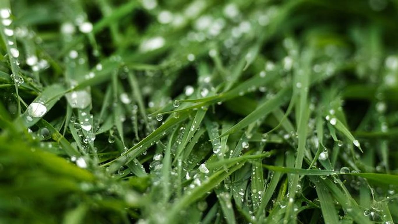 Die Rasenfläche ist nach einem starken Gewitter mit viel Regen empfindlich.