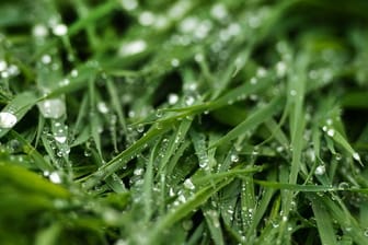 Die Rasenfläche ist nach einem starken Gewitter mit viel Regen empfindlich.