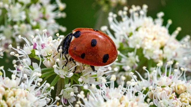 Krabbeltiere zählen: Ein Marienkäfer krabbelt in einem Naturschutzgebiet auf den Blüten eines Wald-Engelwurz.