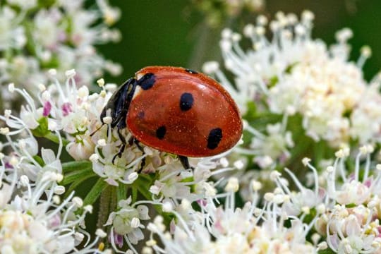 Krabbeltiere zählen: Ein Marienkäfer krabbelt in einem Naturschutzgebiet auf den Blüten eines Wald-Engelwurz.