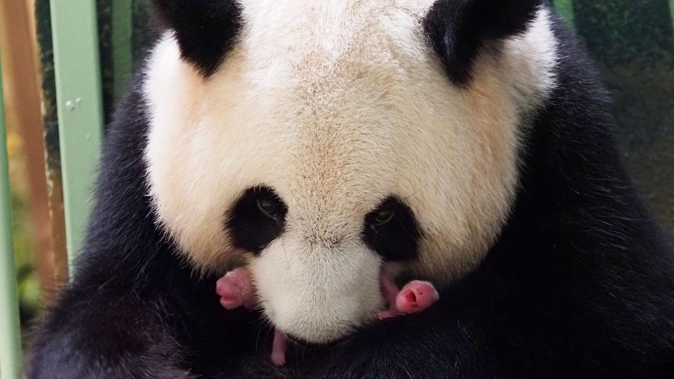Pandadame Huan Huan hält eines ihrer neugeborenen Babys in der Schnauze. Das Riesenpanda-Weibchen hat Zwillinge zur Welt gebracht.