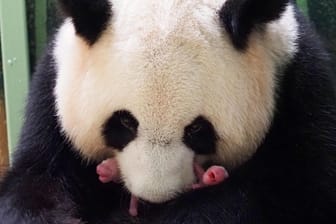 Pandadame Huan Huan hält eines ihrer neugeborenen Babys in der Schnauze. Das Riesenpanda-Weibchen hat Zwillinge zur Welt gebracht.