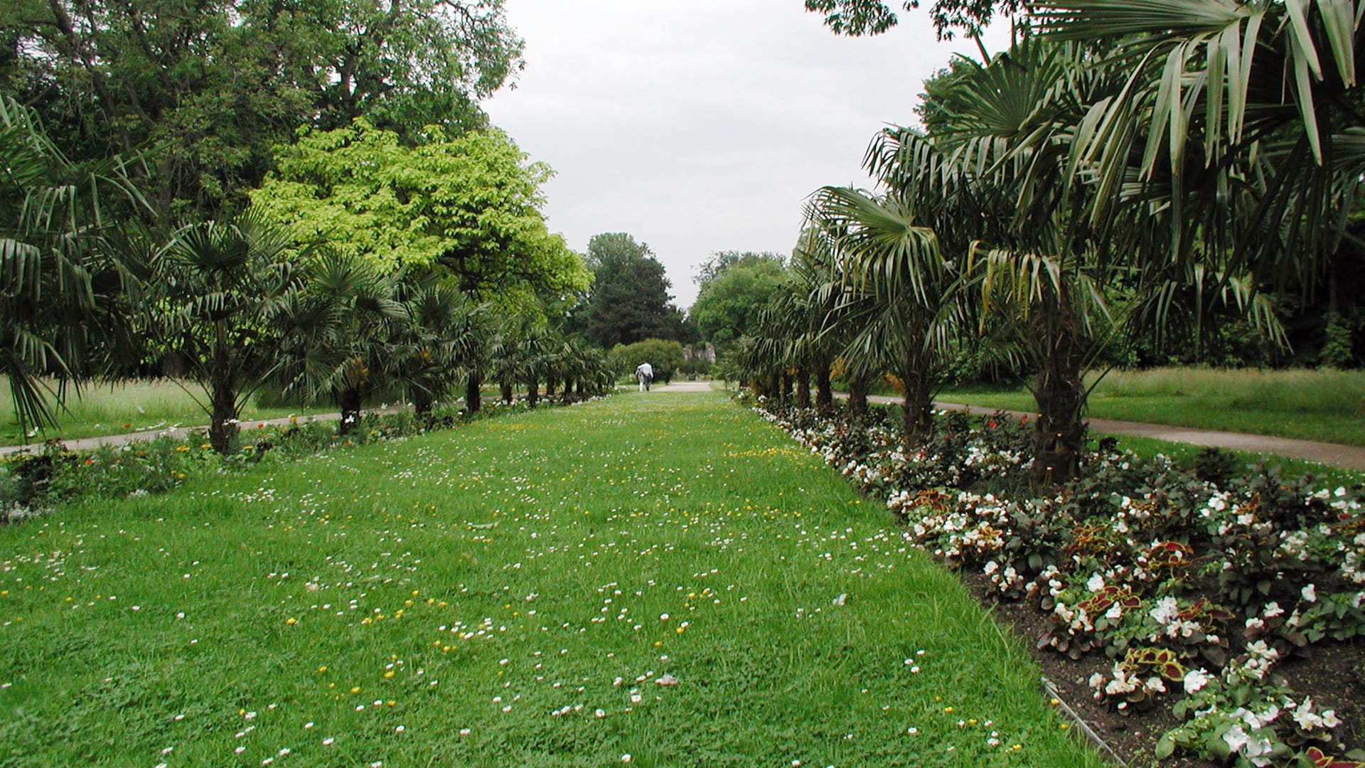 Die Palmenallee der Kölner Flora: Sie ist die einzige ihrer Art in Deutschland.