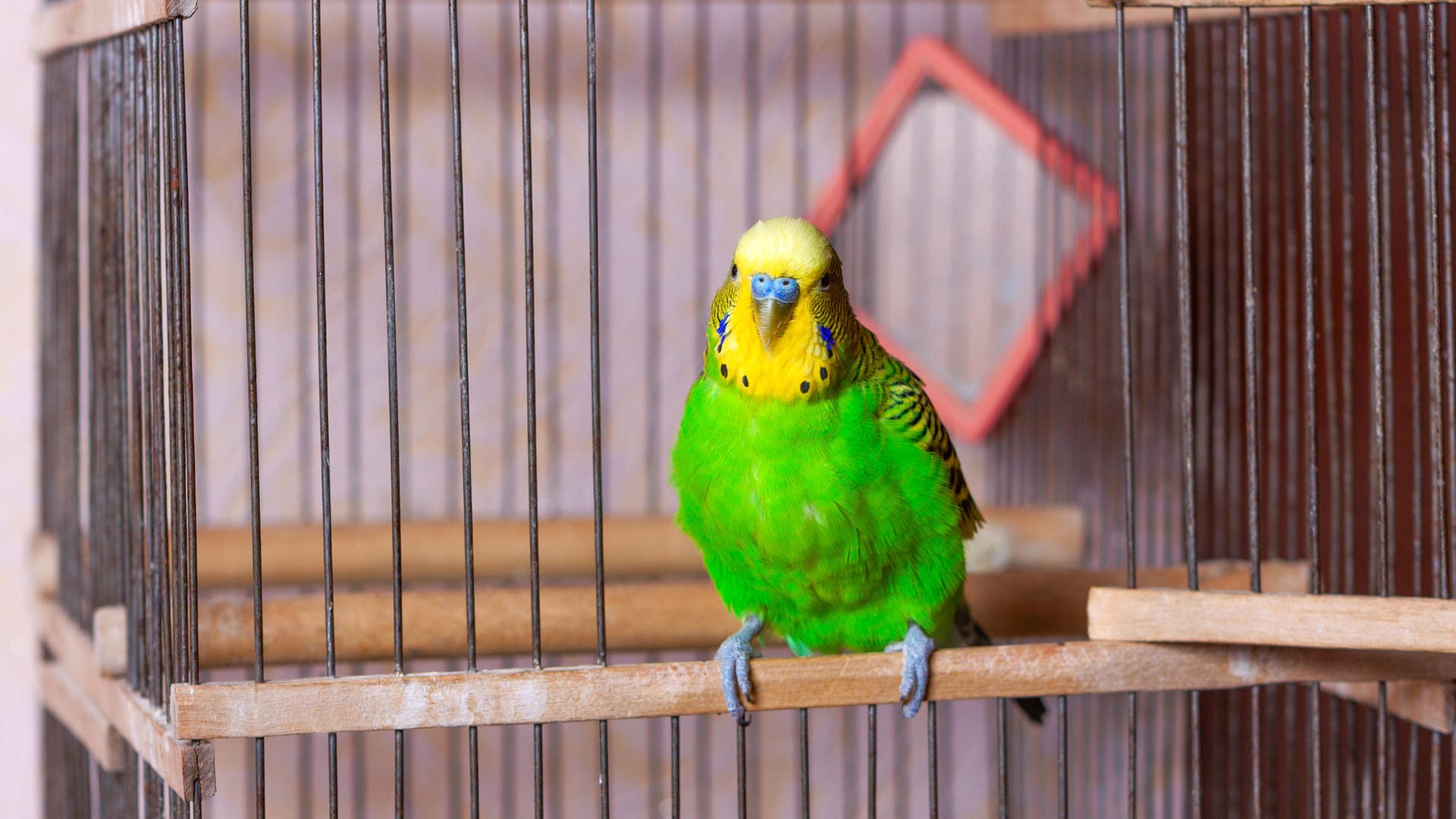 Wellensittich: Halter der Vögel sollten einiges beachten.