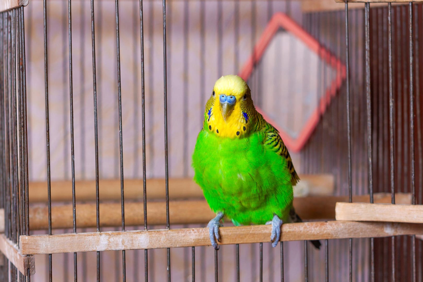 Wellensittich: Halter der Vögel sollten einiges beachten.