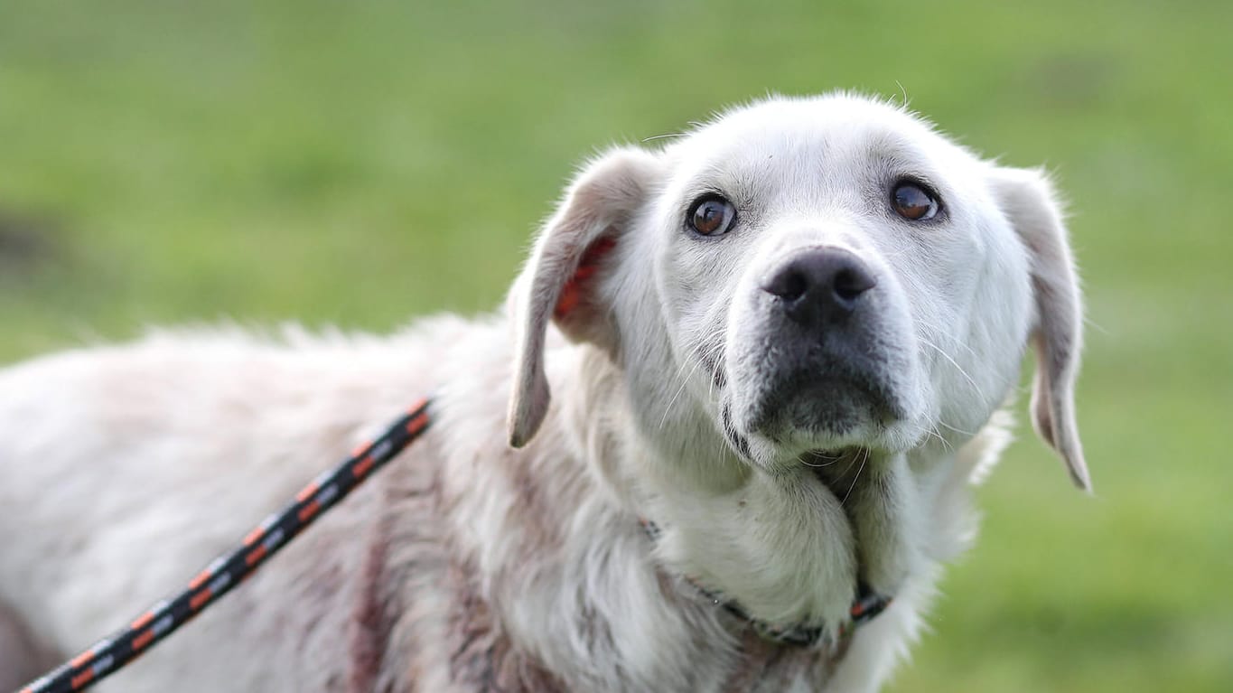 Verletzter Hund (Symbolbild): Ein Mann hat einen Hund mit einem Hammer erschlagen.