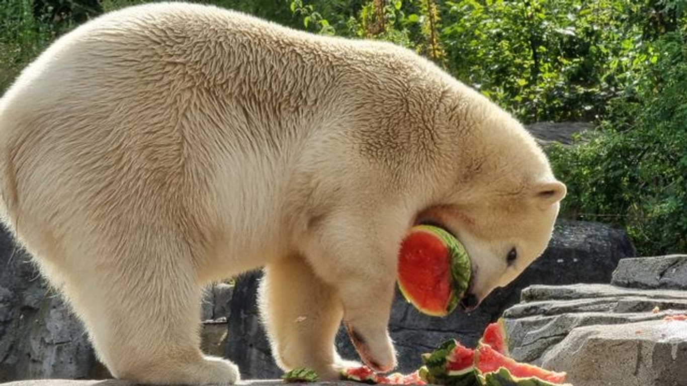 Zootiere mit Wassermelonen überrascht
