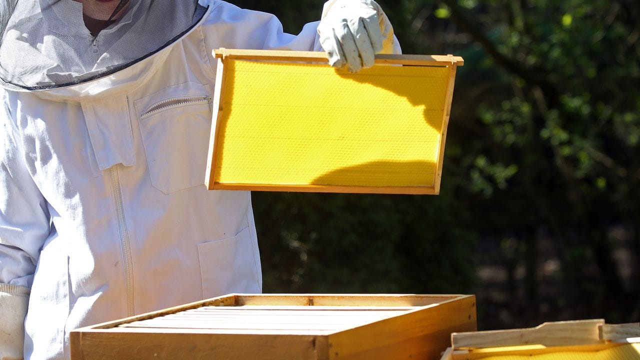 Imker können Einfluss auf die Kristallbildung des Honigs nehmen, in dem sie ihn vor dem Abfüllen kräftig rühren.