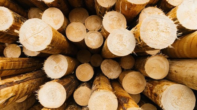 Holz Holz