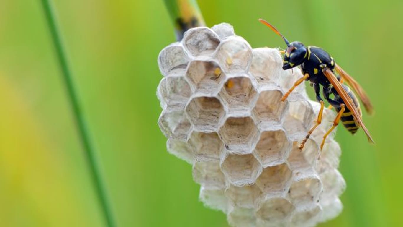 Eine Heide-Feldwespe (Polistes nimpha/Symbolbild): Der verregnete Frühling und die Nahrungsarmut könnten verantwortlich sein für die geringe Anzahl an Wespen.