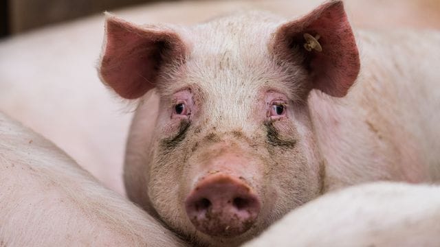 Schwein im Stall Schwein im Stall