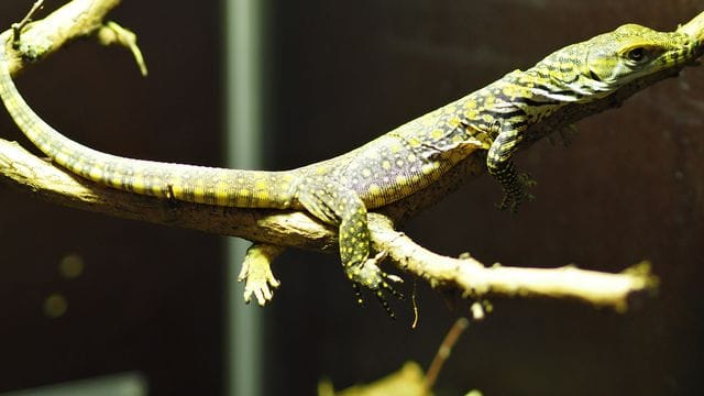 Ein Komodowaran-Jungtier liegt im Zoo auf einem Ast: Bereits am 18. Juli kam es zur Welt. Ein Komodowaran-Jungtier liegt im Zoo auf einem Ast: Bereits am 18. Juli kam es zur Welt.