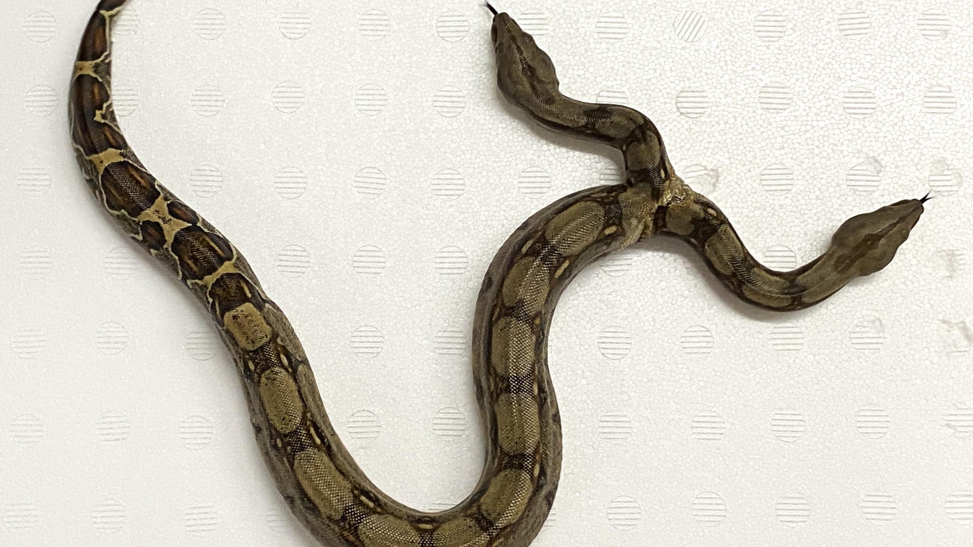 Eine zweiköpfige Boa Constrictor: Die Würgeschlange erregt in Baden-Württemberg Aufsehen.