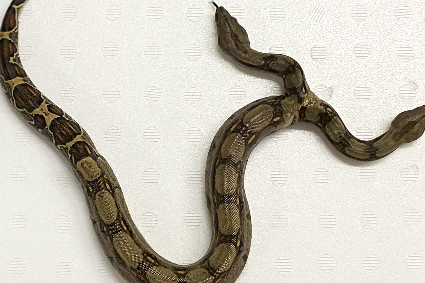 Eine zweiköpfige Boa Constrictor: Die Würgeschlange erregt in Baden-Württemberg Aufsehen.