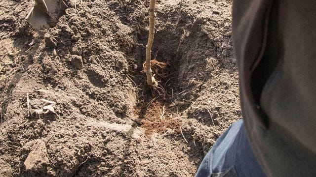 Jeder kann einen kleinen Beitrag leisten: Bäume im Garten binden CO2 und retten so ein wenig auch das Klima.