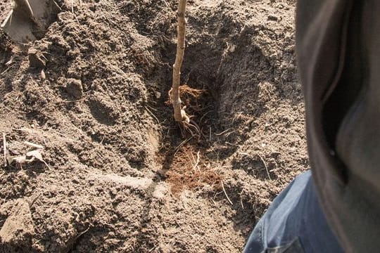 Jeder kann einen kleinen Beitrag leisten: Bäume im Garten binden CO2 und retten so ein wenig auch das Klima.