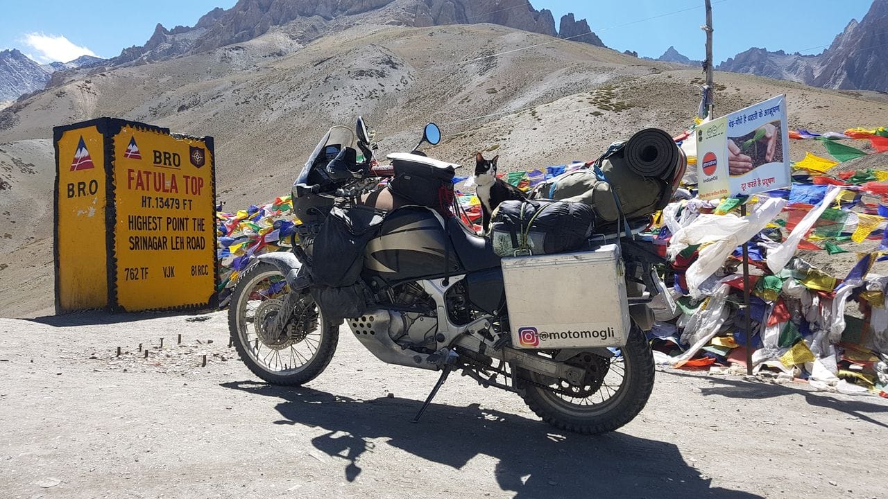 Katze Mogli sitzt am Himalaya auf dem Motorrad. Katze Mogli sitzt am Himalaya auf dem Motorrad.