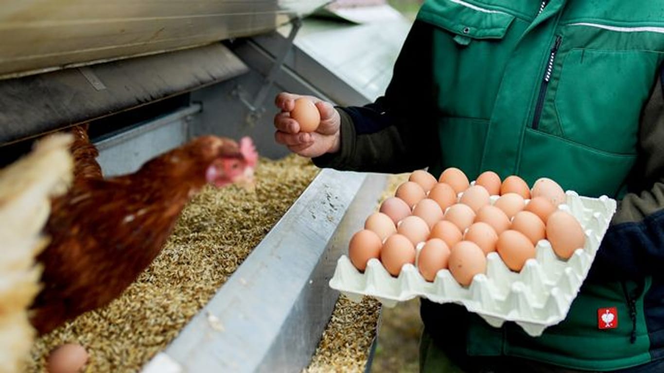 Wer viel mit Hühnern zu tun hat, atmet auch Allergene aus den Federn und dem Tierkot ein.