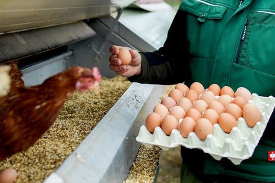 Wer viel mit Hühnern zu tun hat, atmet auch Allergene aus den Federn und dem Tierkot ein.