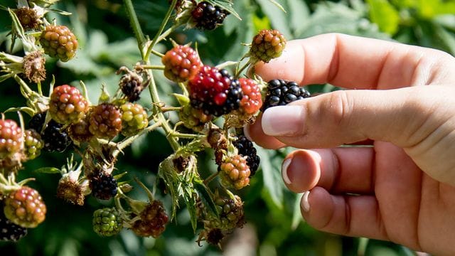 Brombeeren im Park oder am Waldesrand können bedenkenlos geerntet werden. Brombeeren im Park oder am Waldesrand können bedenkenlos geerntet werden.
