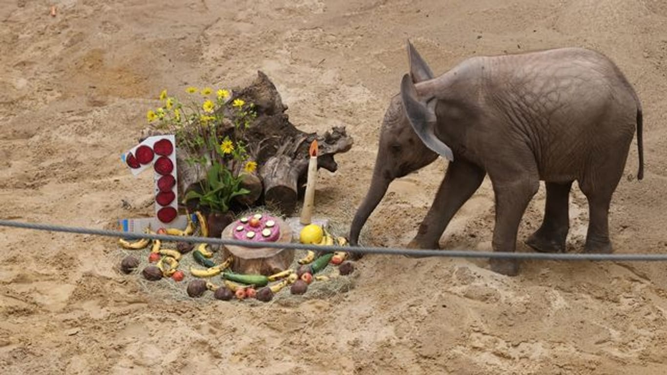 Elefantenkalb Ayoka feiert 1. Geburtstag
