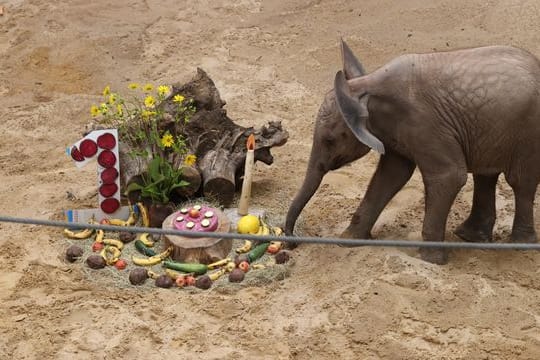 Elefantenkalb Ayoka feiert 1. Geburtstag