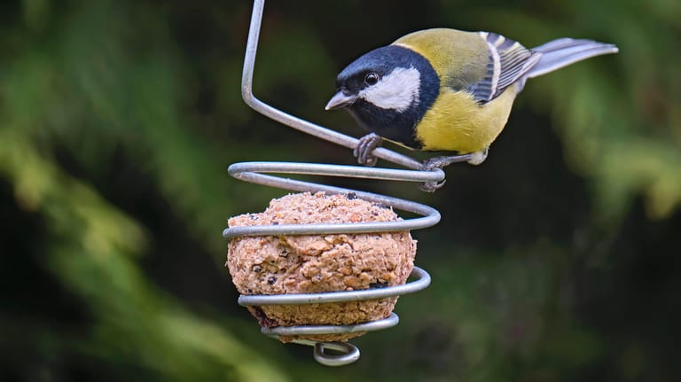 Meisenknödel: Wer Vögel im Winter füttern will, sollte ihnen das Futter ohne Plastikverpackung anbieten.
