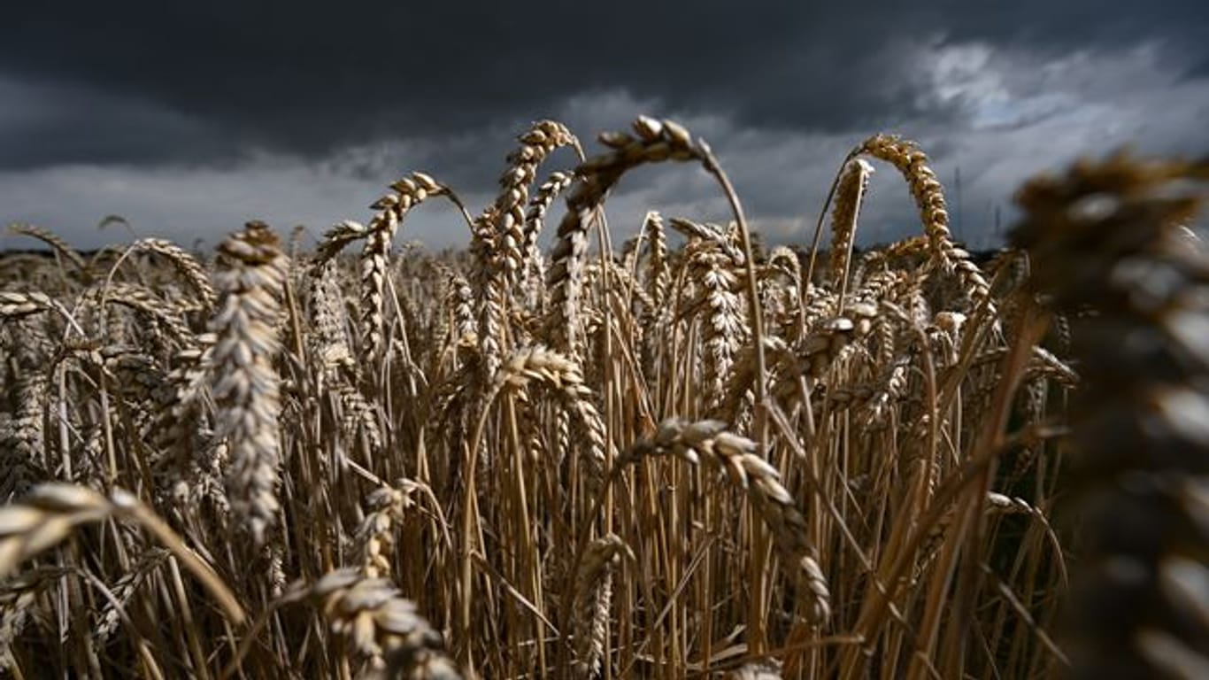 Weizen reift auf einem Getreidefeld, über das Regenwolken ziehen