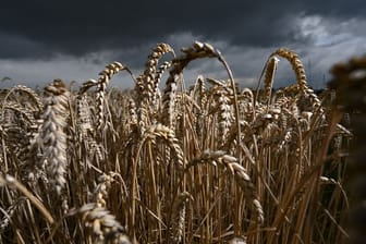 Weizen reift auf einem Getreidefeld, über das Regenwolken ziehen