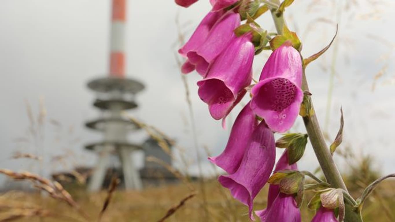 Roter Fingerhut blüht auf dem Brocken