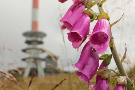 Roter Fingerhut blüht auf dem Brocken