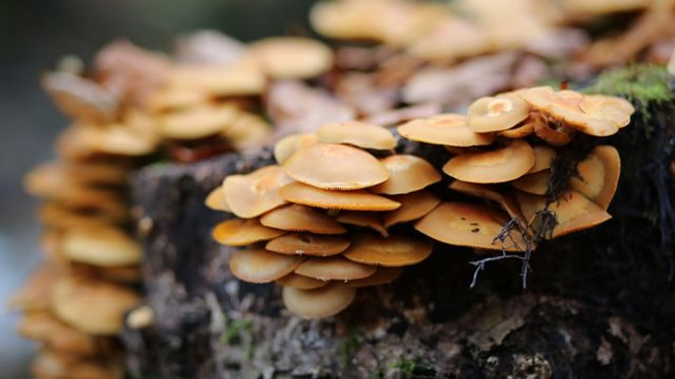 Pilze wachsen an einem Baumstamm