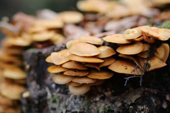 Pilze wachsen an einem Baumstamm