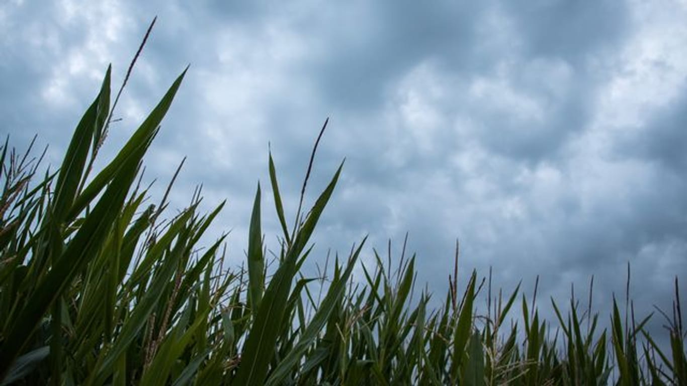 Dunkle Wolken zeichnen sich hinter einem Feld mit Mais ab