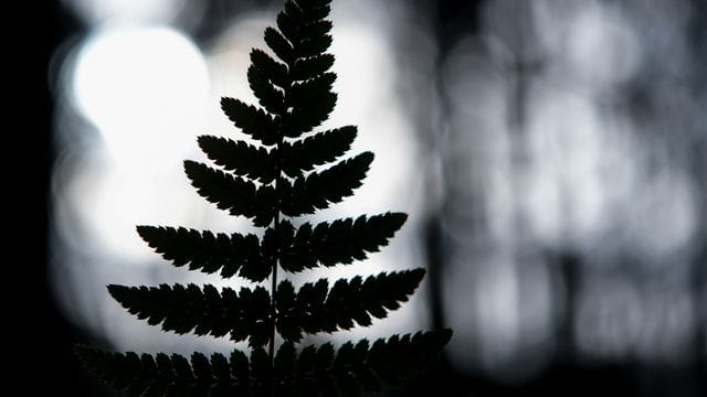 Der Umriss eines Farnblattes ist im Gegenlicht zu sehen Der Umriss eines Farnblattes ist im Gegenlicht zu sehen
