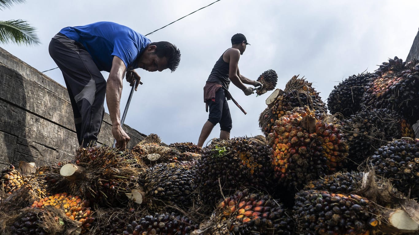 Arbeiter in Indonesien: Palmöl ist eine der wichtigsten Einnahmequellen des Landes.