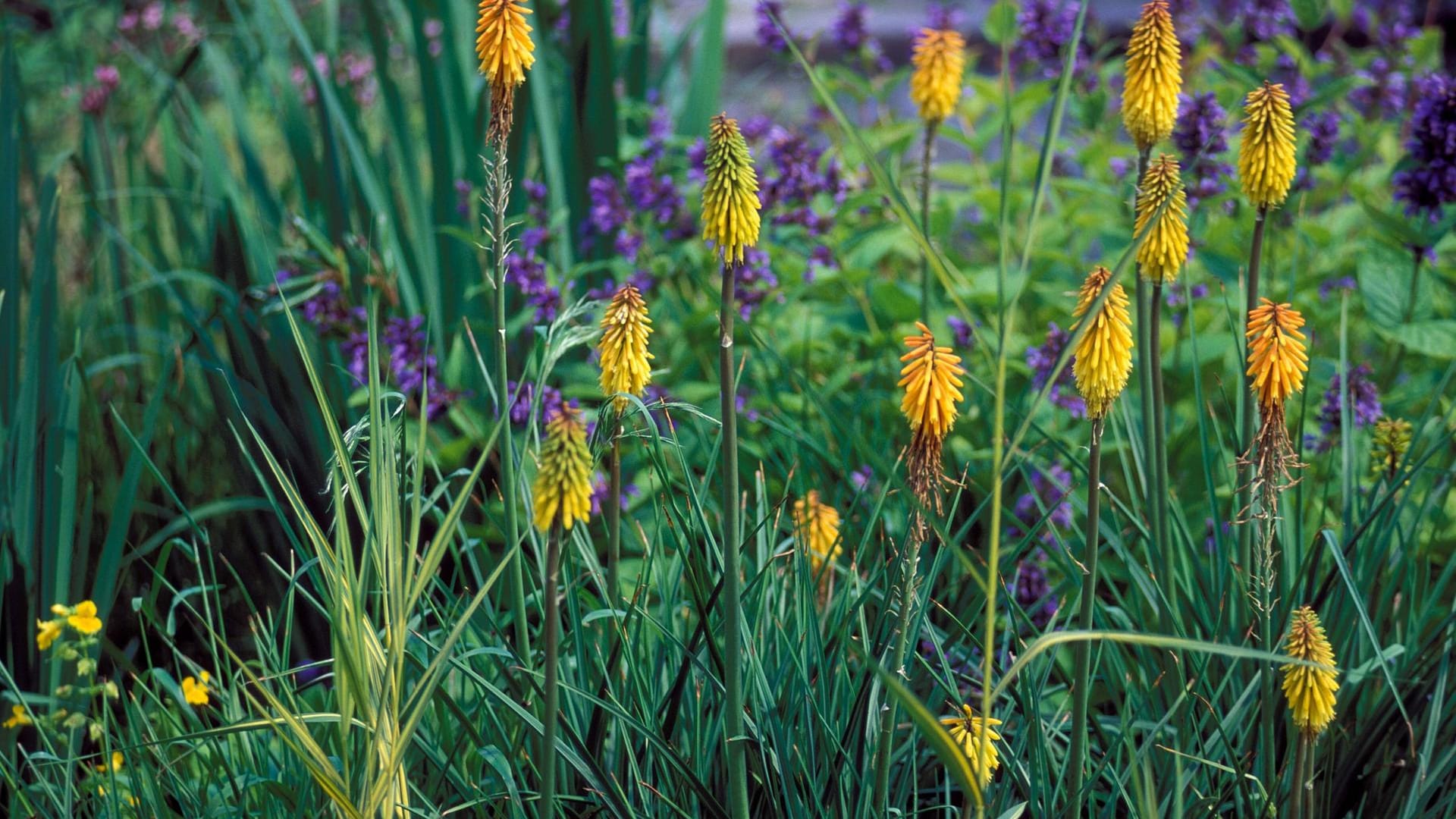 Fackellilie (Kniphofia): Die Zuchtsorten (Kniphofia-Hybriden) werden etwa 60 bis 150 Zentimeter hoch.