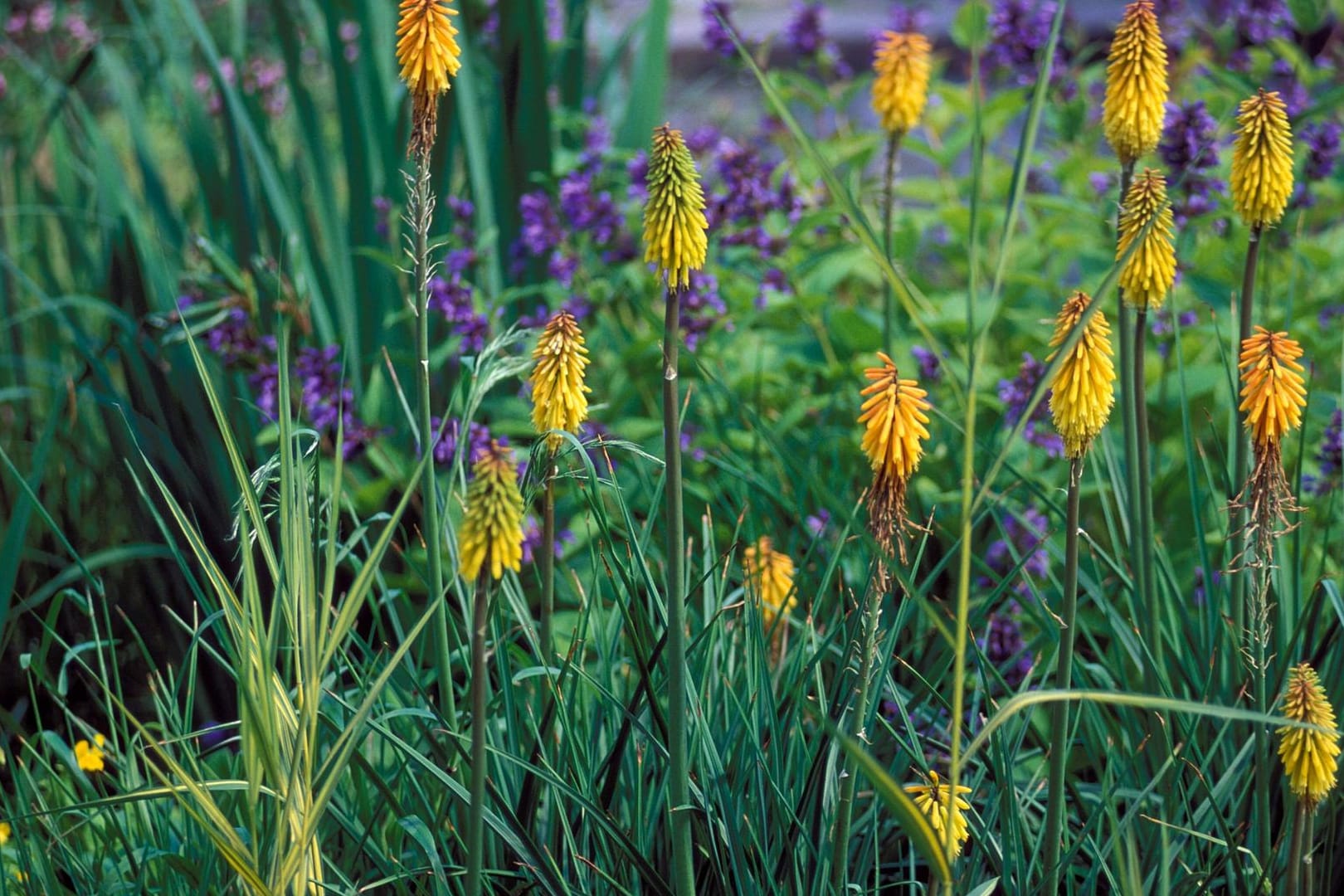 Fackellilie (Kniphofia): Die Zuchtsorten (Kniphofia-Hybriden) werden etwa 60 bis 150 Zentimeter hoch.