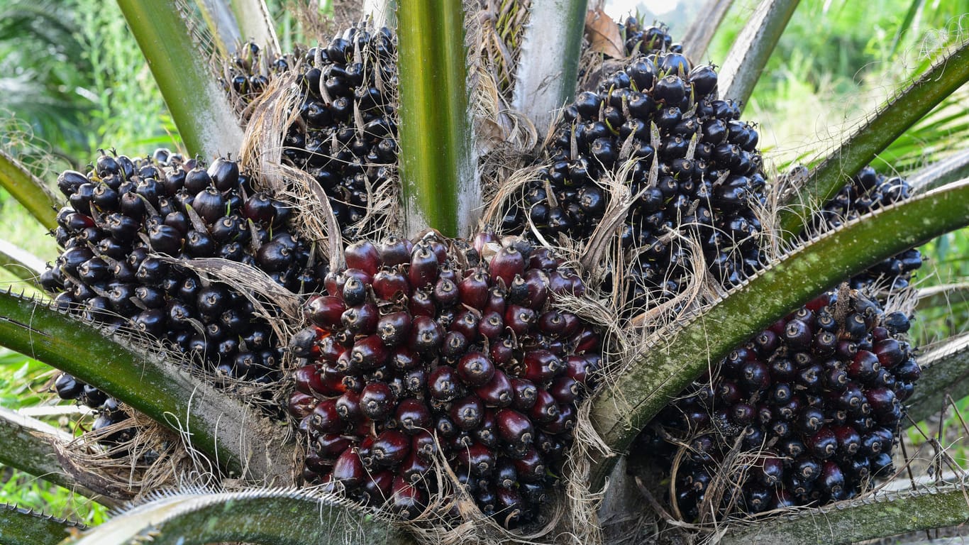 Frucht der Ölpalme: Aus dem Fruchtfleisch wird Palmöl, aus den Kernen Palmkernöl hergestellt – beide Ölsorten werden vielfältig verwendet.