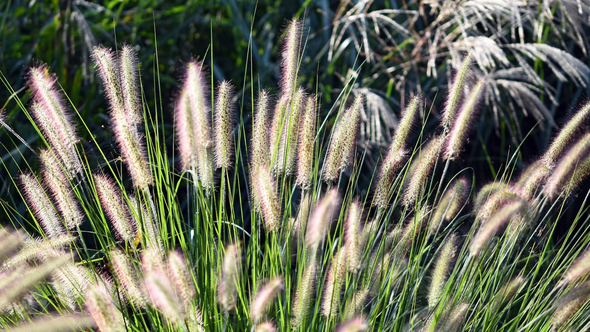 Federborstengras (Pennisetum orientale): Die Sorte 'Tall Tails' blüht zumeist ab Juli.