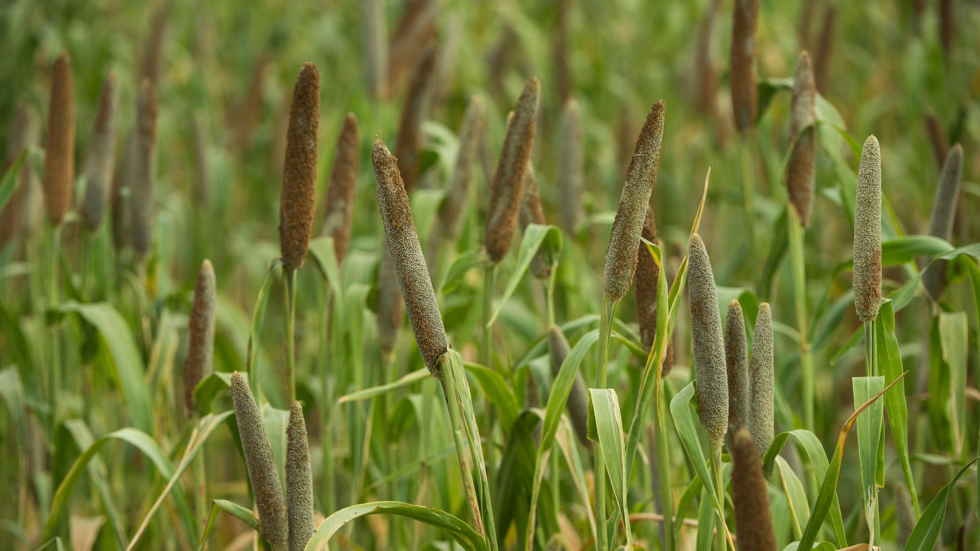 Perlhirse (Pennisetum glaucum): Sie trägt lanzettliche Blätter.