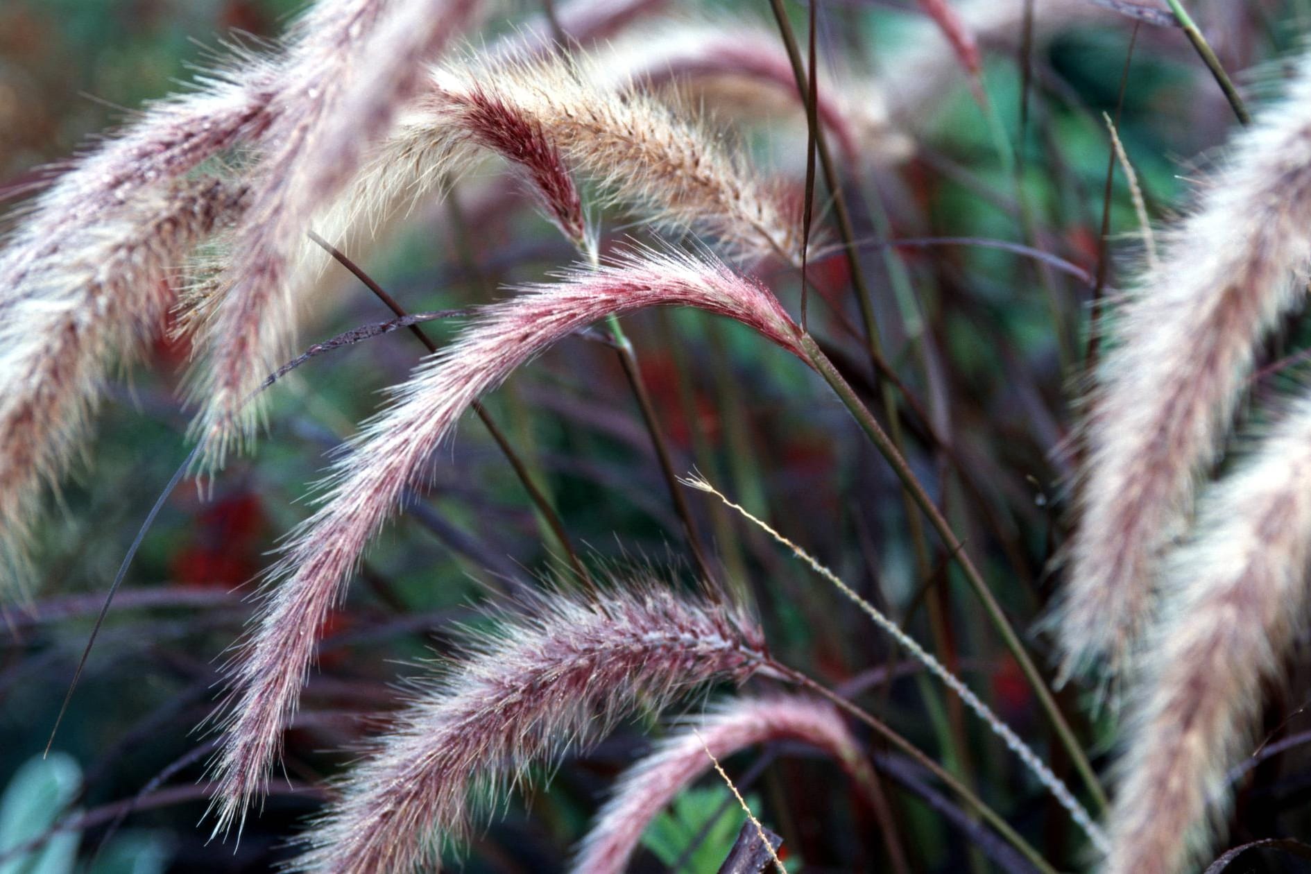 Afrikanisches Lampenputzergras (Pennisetum setaceum): Die Sorte 'Rubrum' ist nicht gänzlich winterhart.