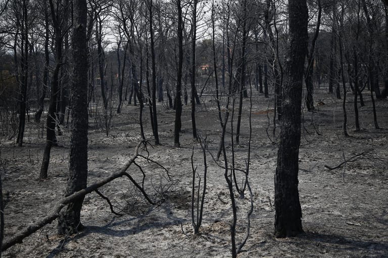 In der Region Varibobi nördlich von Athen sind große Flächen Wald abgebrannt. Insgesamt sind laut dem griechischen Nationalobservatorium dieses Jahr bereits mehr als 12.000 Hektar Land den Flammen zum Opfer gefallen.
