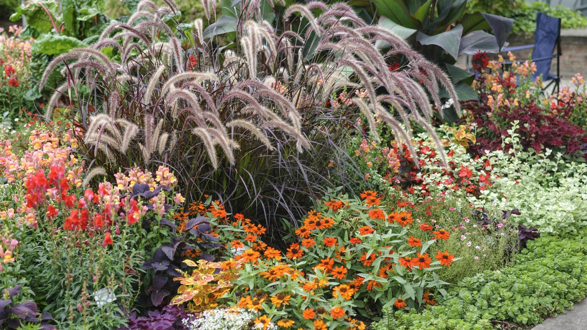 Afrikanisches Lampenputzergras (Pennisetum setaceum): Es ist hier von Sommerblühern umgeben.