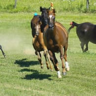 Aufgeschreckte Pferde galoppieren auf einer Weide (Symbolbild): In Hannover haben Jugendliche Pferde mit Feuerwerkskörpern aufgeschreckt.