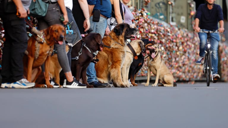Eine Gruppe mit Hunden übt das gehorsame Führen an der Leine in der Stadt (Symbolbild): Die Hundesteuern betragen zwischen 45 und 1.680 Euro jährlich.