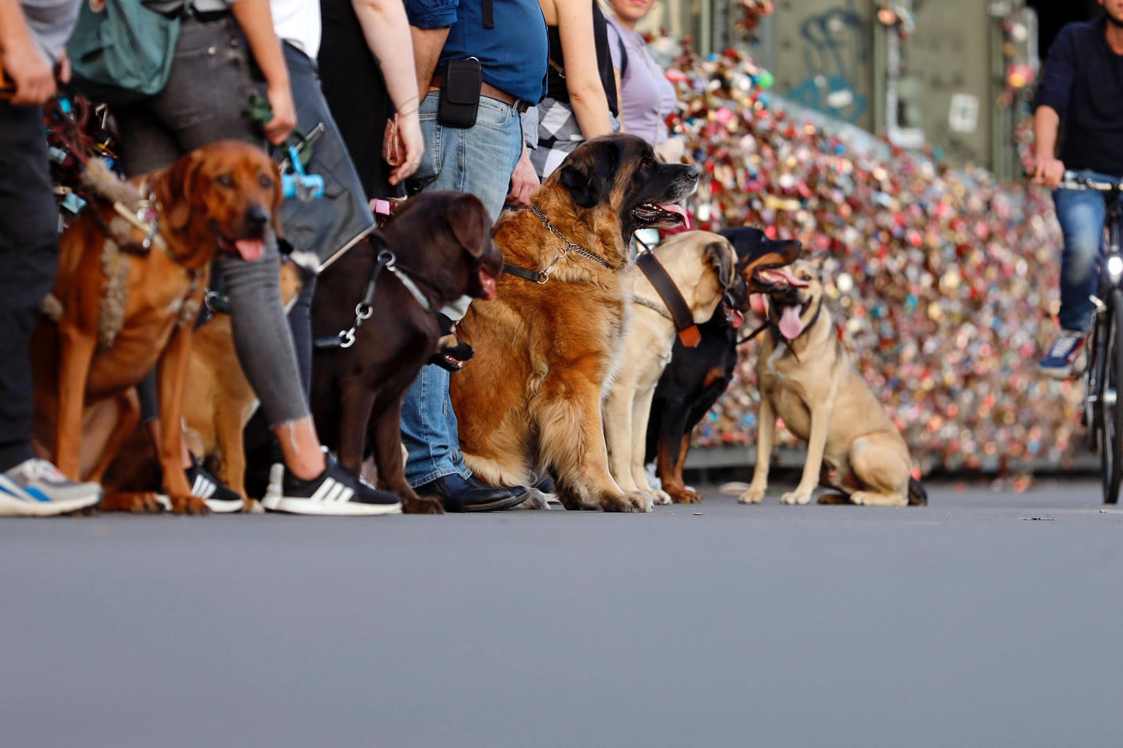 Eine Gruppe mit Hunden übt das gehorsame Führen an der Leine in der Stadt (Symbolbild): Die Hundesteuern betragen zwischen 45 und 1.680 Euro jährlich.